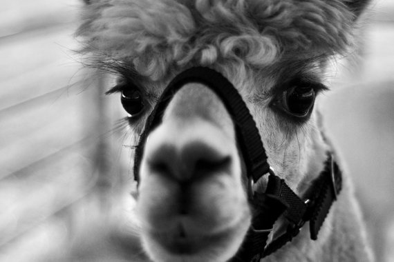 black-and-white-animal-photography-llama