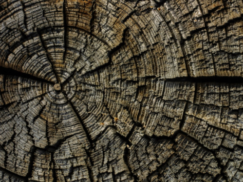 close-up-of-tree-bark_i-G-36-3607-9Y1EF00Z