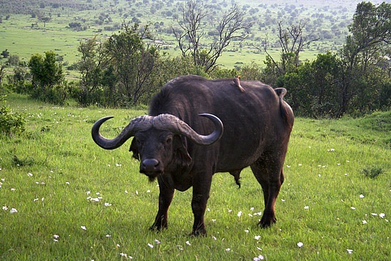 1.1279201593.water-buffalo2